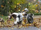 funny-crazy-dog-leaves-wheels.webp