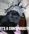 tin-foil-cat.webp