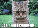 disappointed-cat-is-disappoint-23393-1252295716-93.webp