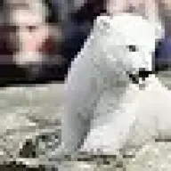 Knut